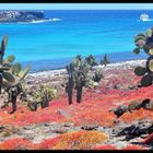 Cactus of Galapagos