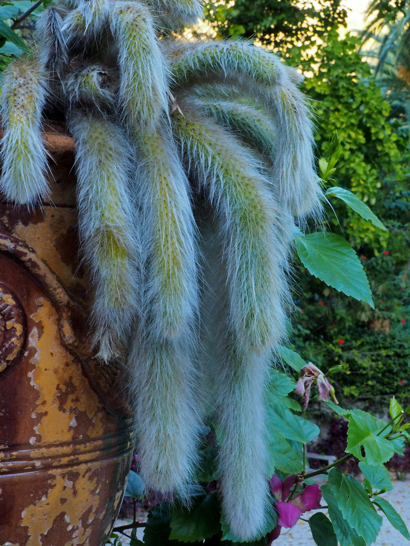 Cactus queue de rat doré  -  Jardin Val Rahmeh