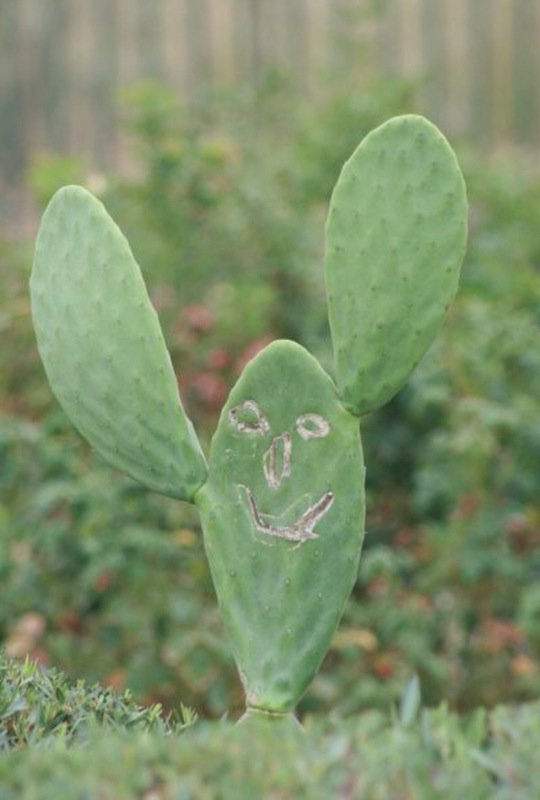 cactus rigolo