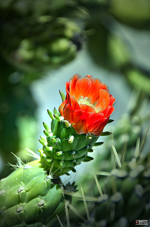 Cactus rojo