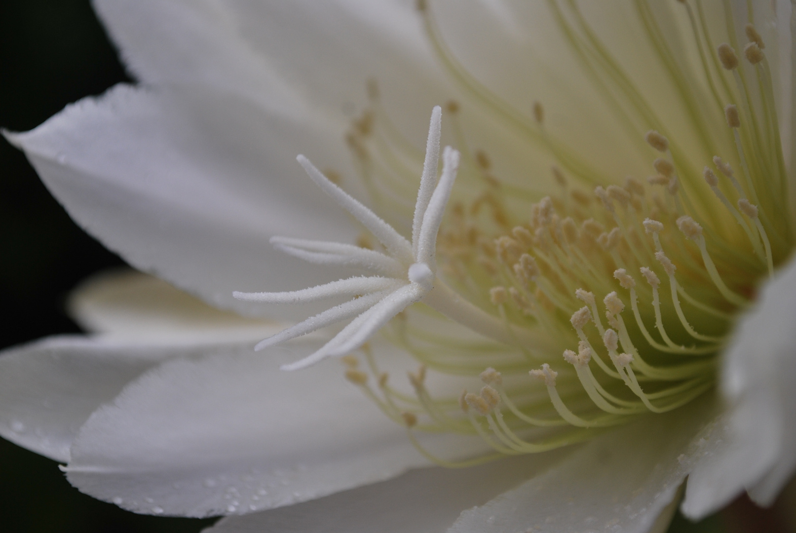 Cactus Stamens