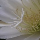 Cactus Stamens