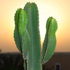 CACTUS SU TRAMONTO