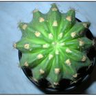 Cactus von oben