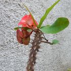 Cactus with flower