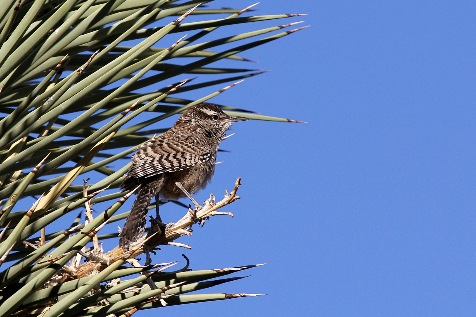 Cactus Wren