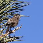 Cactus Wren