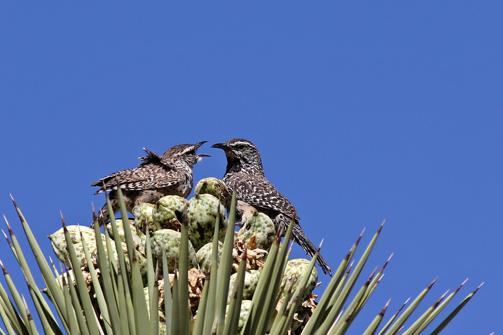 Cactus Wren