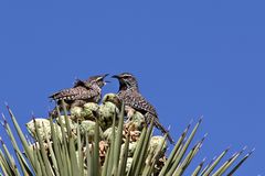 Cactus Wren