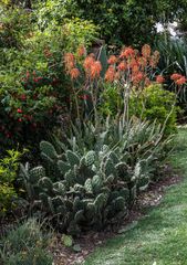 Cactus y Aloe vera