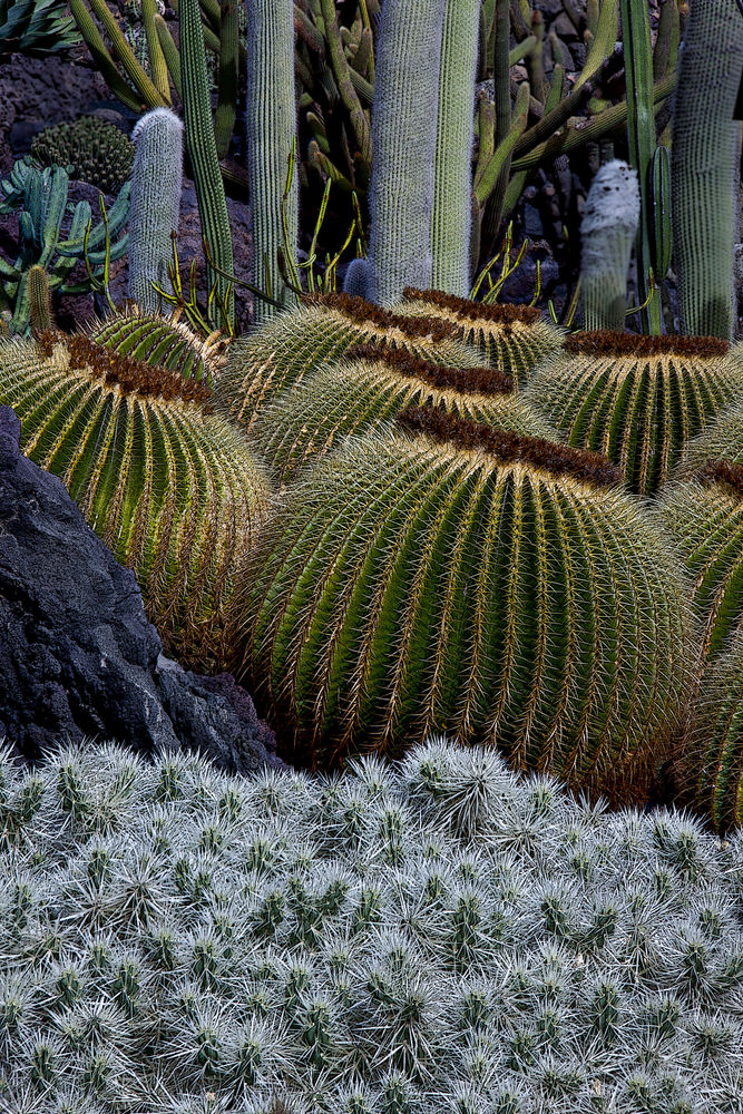 Cactus y más Cactus