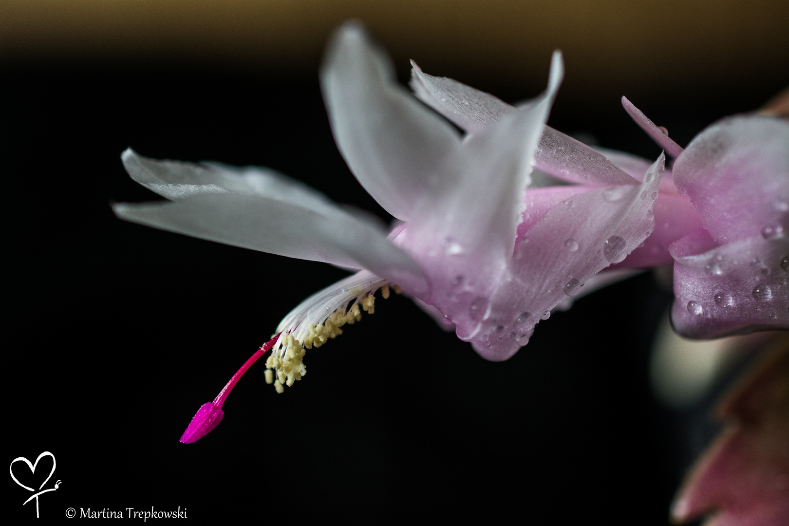 Cactusblossom