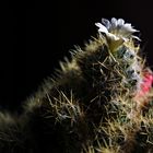 Cactusblume