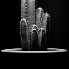 cactus_bw_2