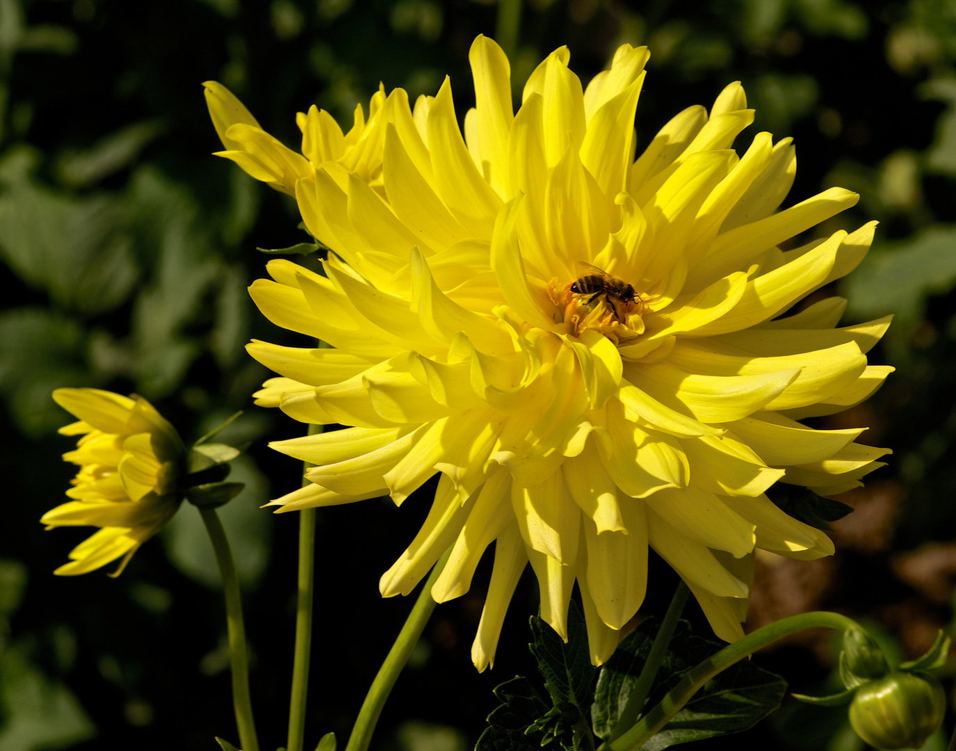 Cactusdahlie Lichtenhain