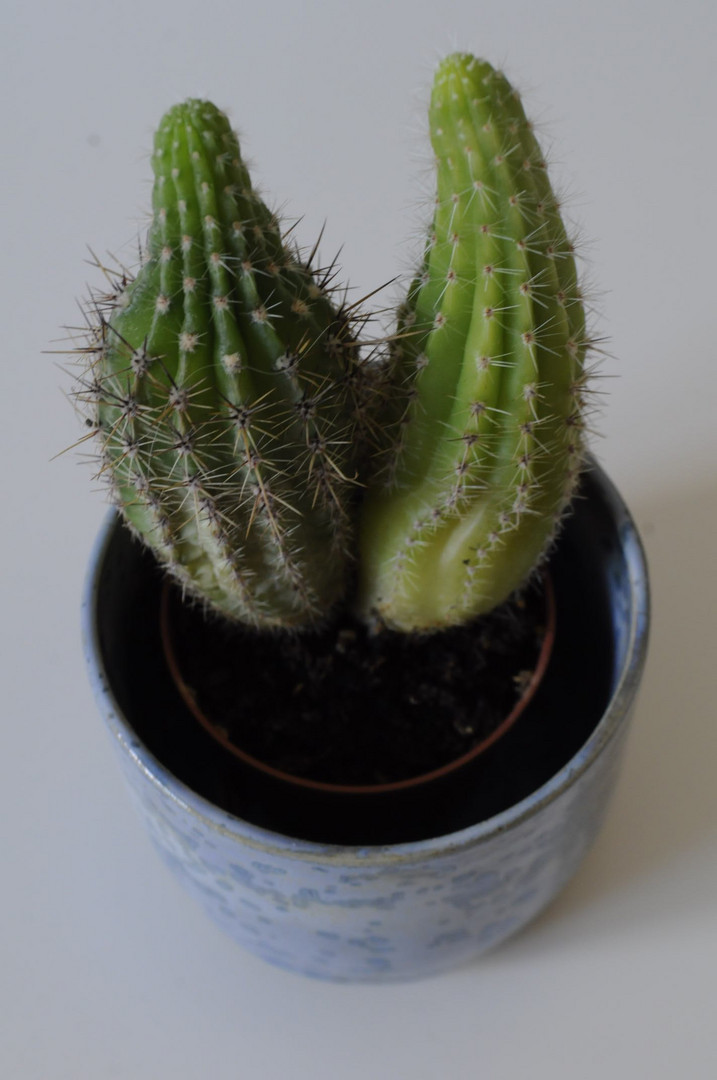 cactus(es)