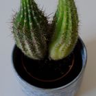 cactus(es)