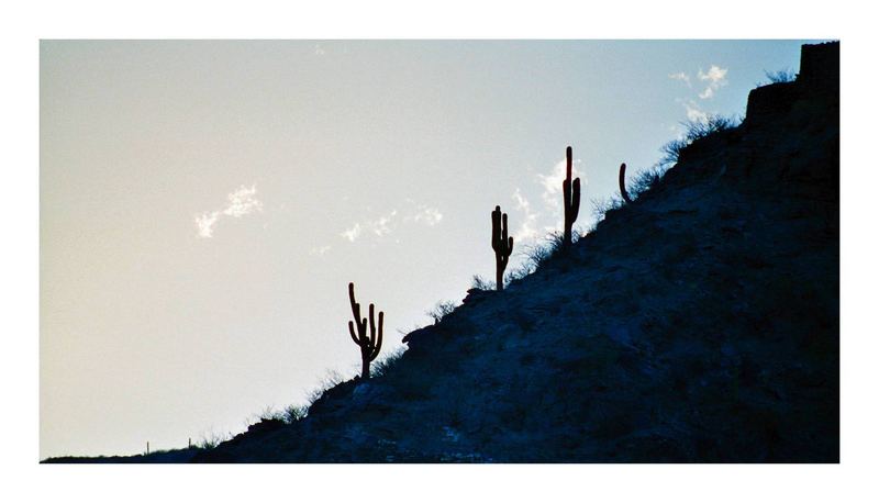 cactuses climb