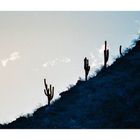 cactuses climb