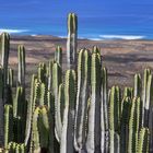 Cactuses in Fuerte