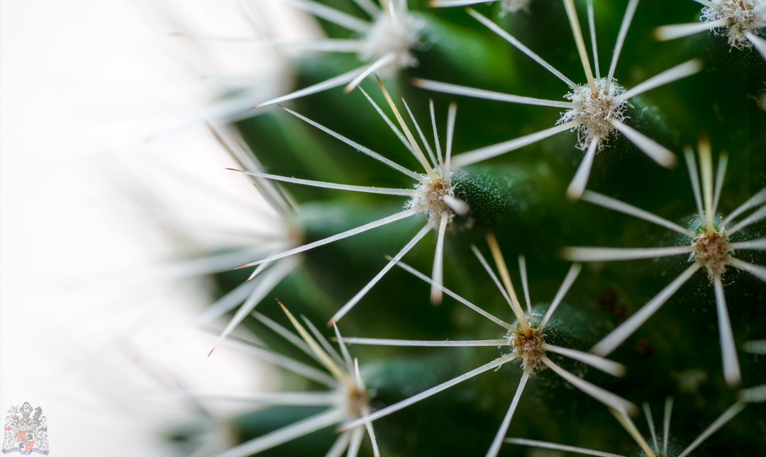 cactus_photostack