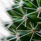 cactus_photostack