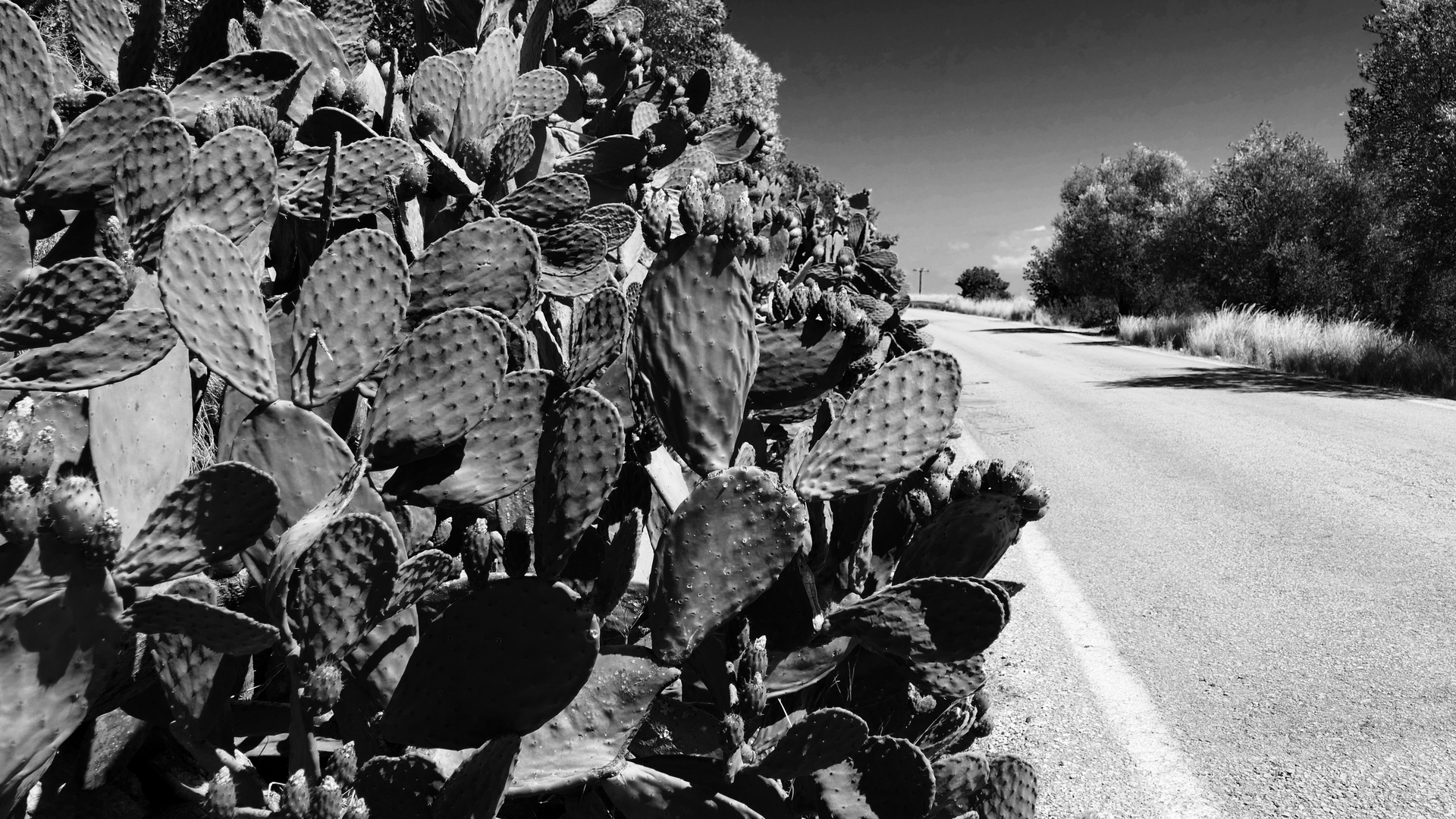 Cactusroad