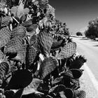 Cactusroad