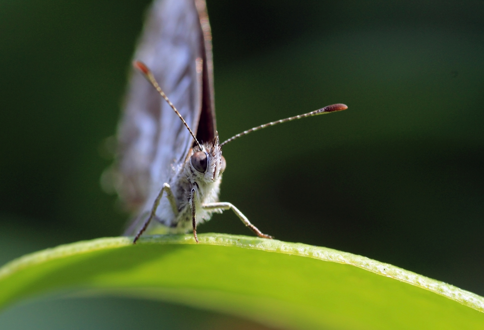 Cacyreus Marshalli