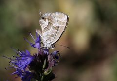 Cacyreus marshalli 