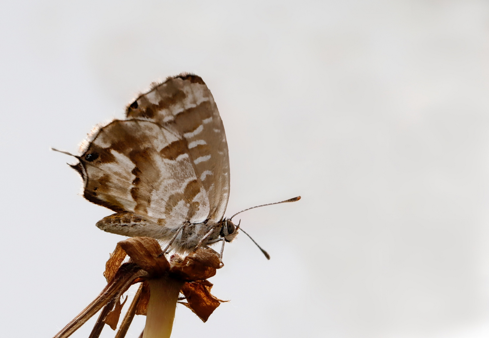 Cacyreus marshalli o Farfalla dei gerani