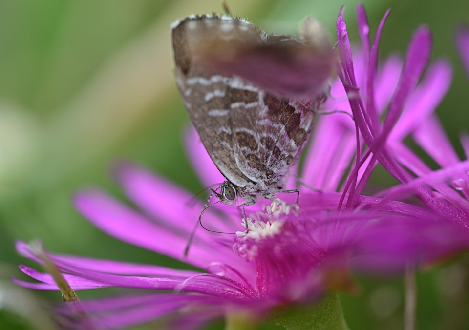 Cacyreus marshalli / Pelargonien-Bläuling