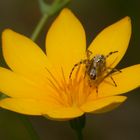 Cada araña tiene su flor