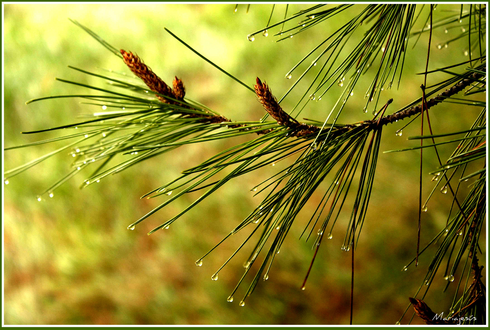 Cada gota...una lágrima