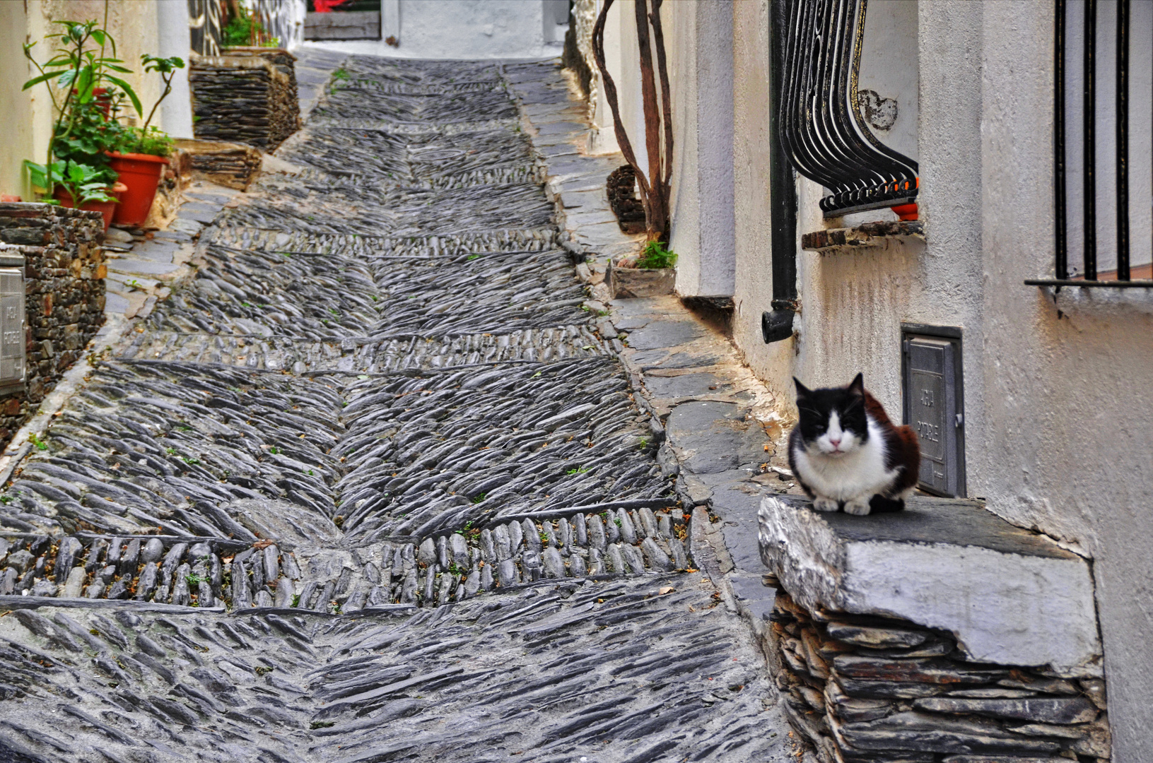 Cadaqués, Mieze muß Wache halten