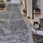 Cadaqués, Mieze muß Wache halten