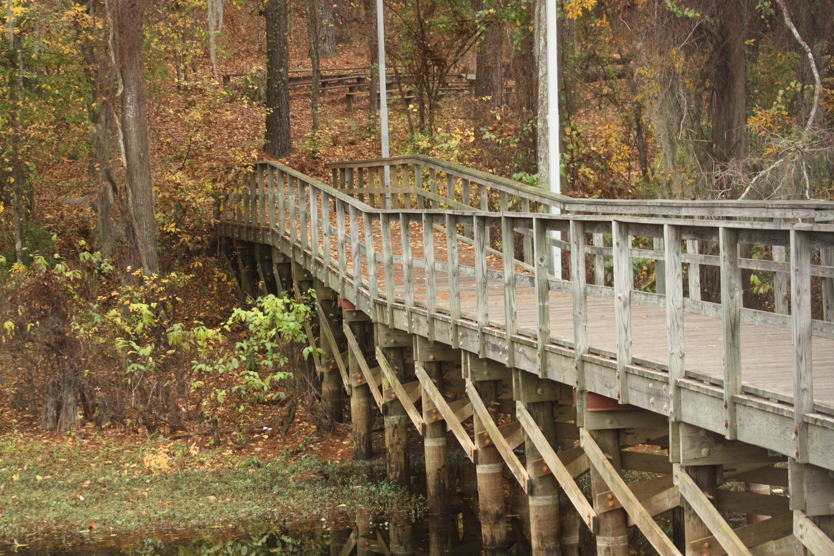 caddo lake 2