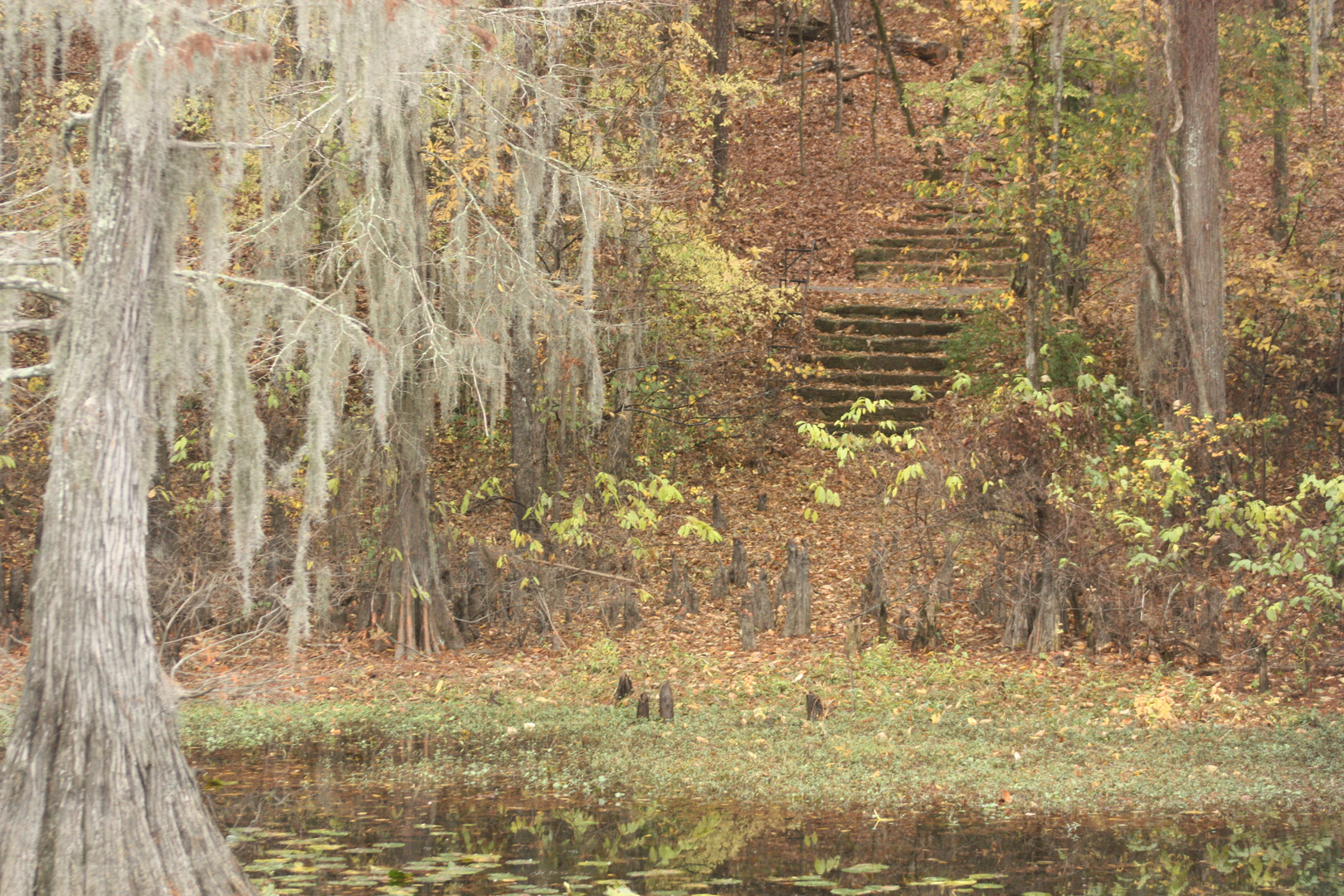 caddo lake