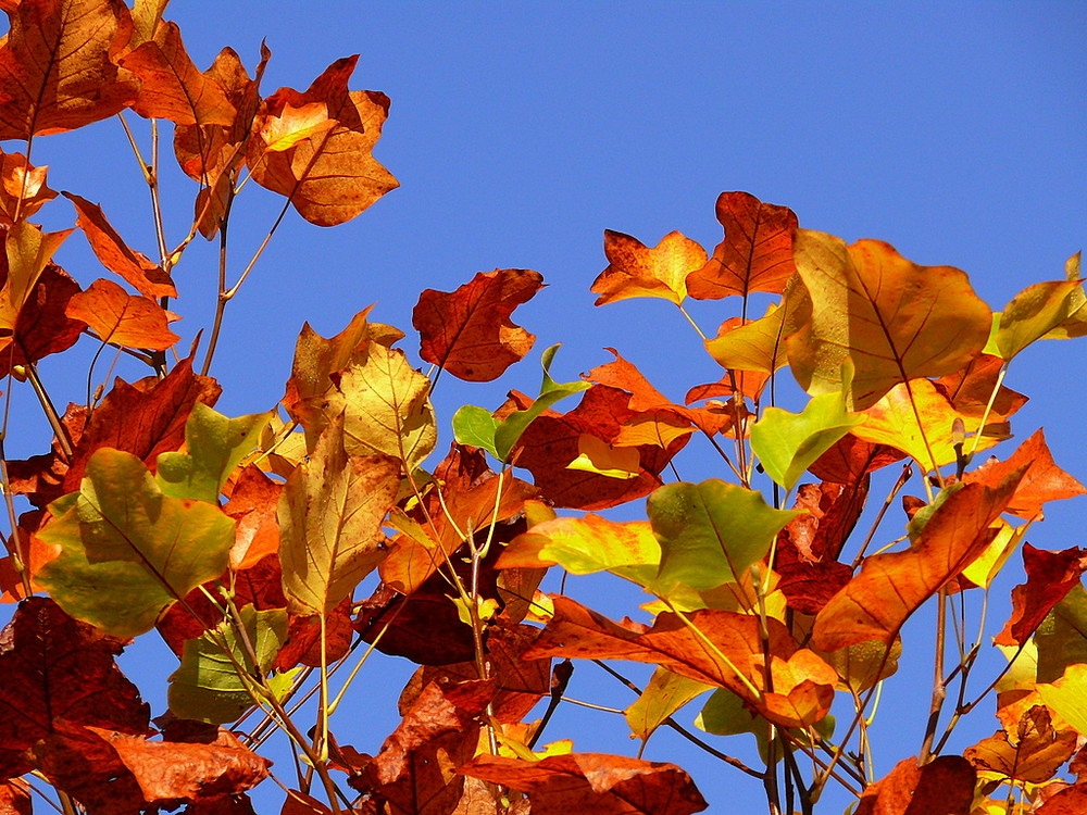 cadeau d'automne