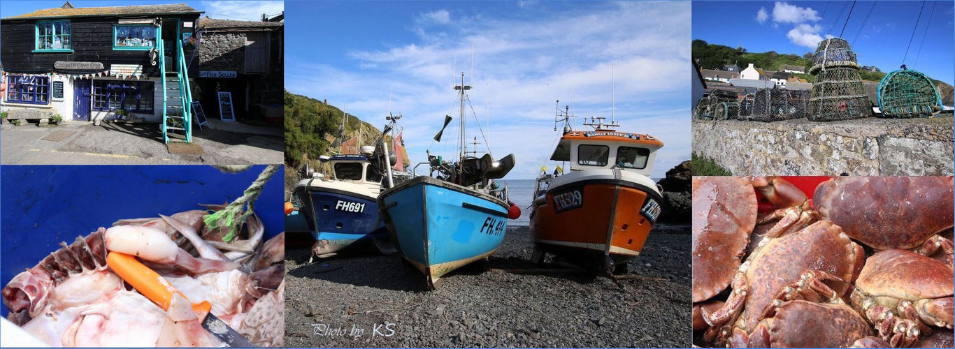 - Cadgwith Cove Crab -