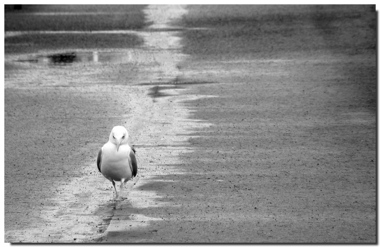 Cadiz..Doña Gaviota.