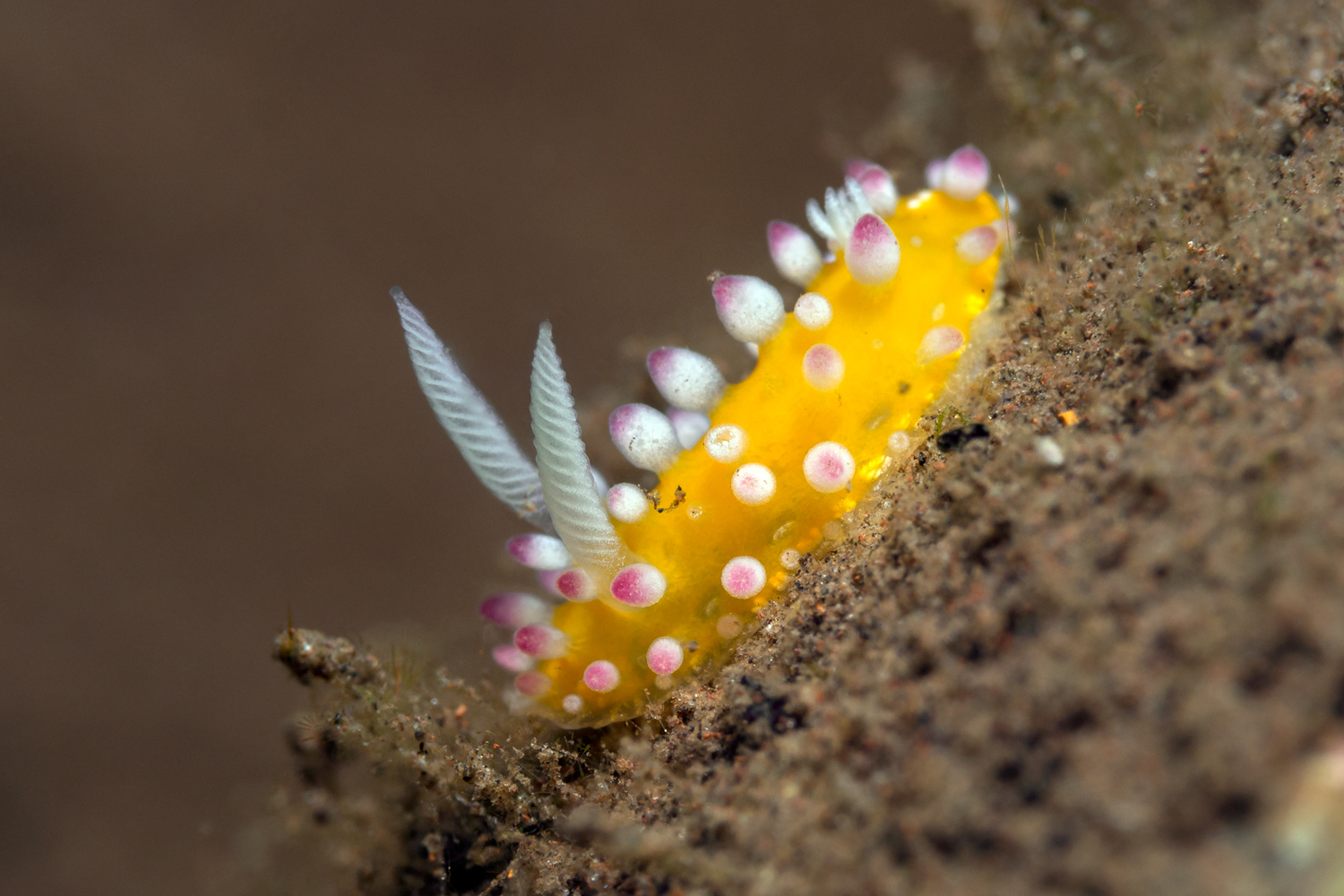 Cadlinella ornatissima