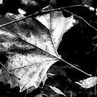 Cadono le foglie