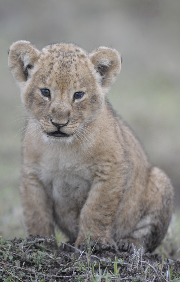 Cadrage serré sur un Lionceau tout sale