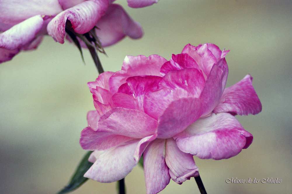 ...caen los petalos...