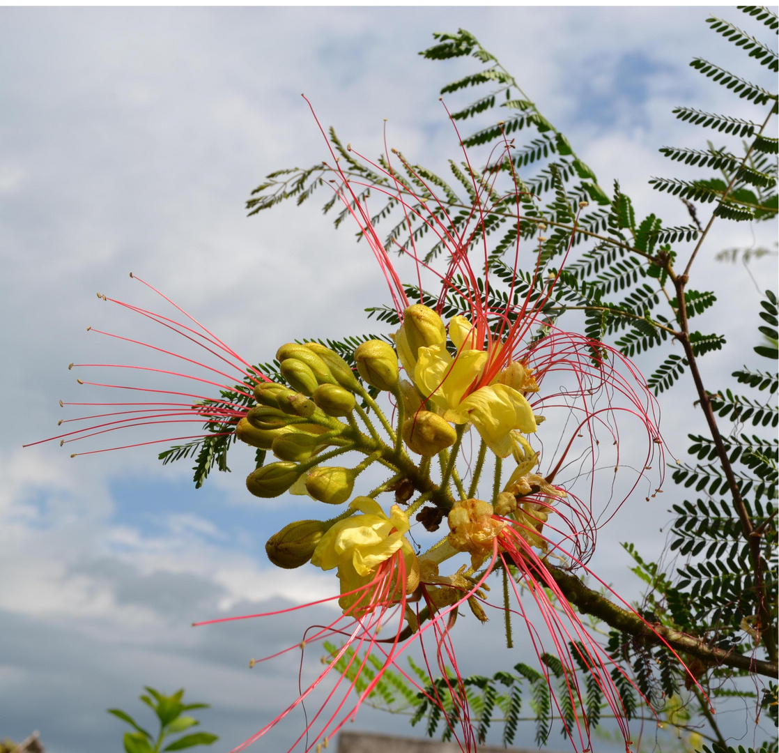 Caesalpinia