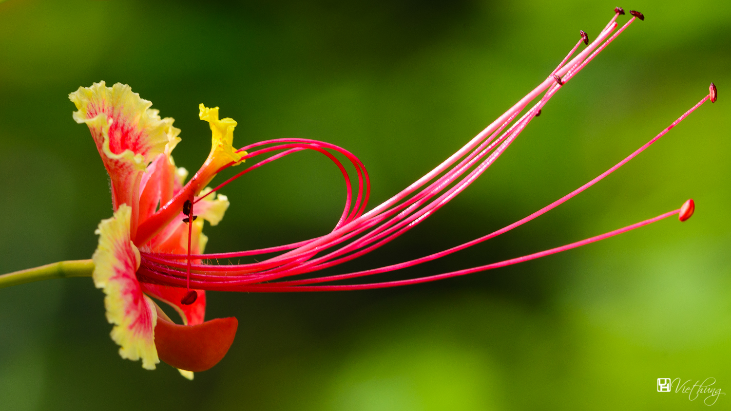 Caesalpinia