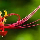 Caesalpinia