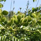 Caesalpinia bonduc