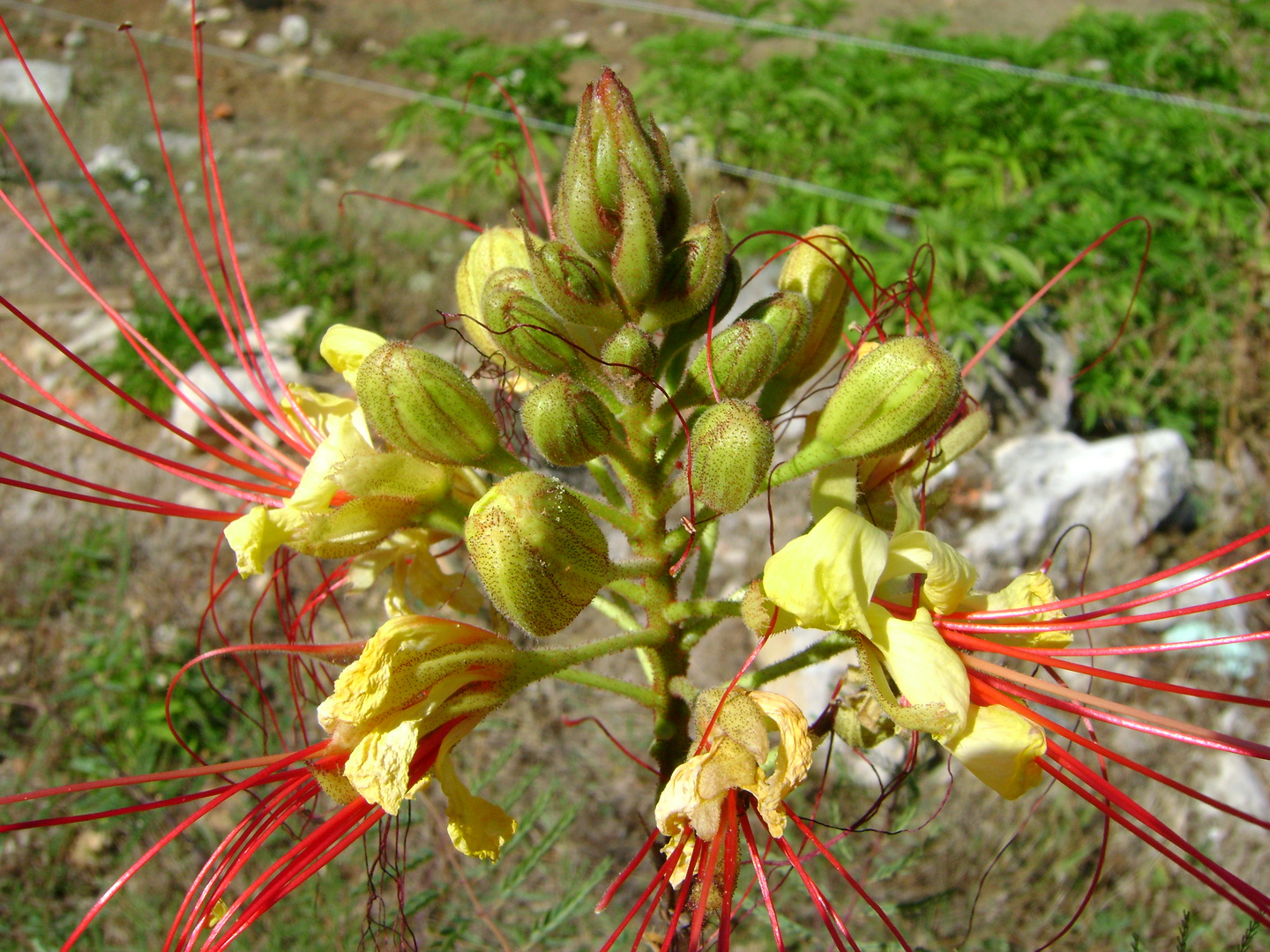 Caesalpinia